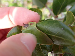 Dryocosmus archboldi