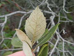 Quercus alnifolia
