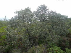 Quercus alnifolia