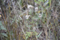 Symphyotrichum boreale