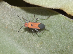 Leptocoris