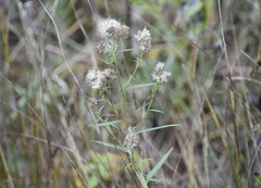 Symphyotrichum boreale