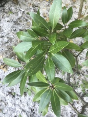 Persea borbonia