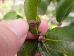 Dryocosmus archboldi