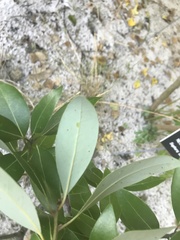 Persea borbonia