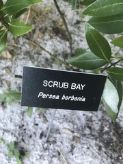 Persea borbonia