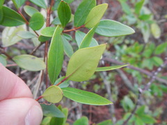 Myrtus communis