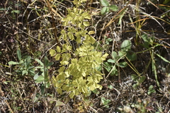 Thalictrum dasycarpum