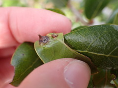 Dryocosmus archboldi