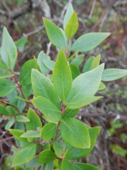 Myrtus communis