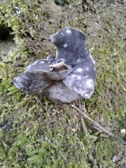 Helvella lacunosa