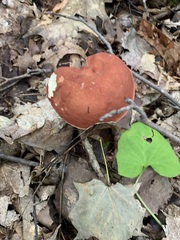 Xanthoconium purpureum