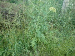 Sisymbrium altissimum