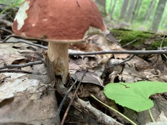 Xanthoconium purpureum