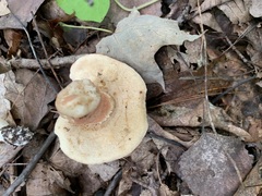 Xanthoconium purpureum