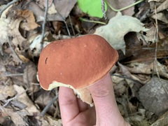 Xanthoconium purpureum