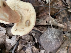 Xanthoconium purpureum