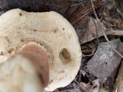 Xanthoconium purpureum