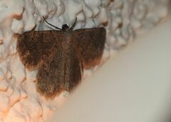Dicrognophos sartata