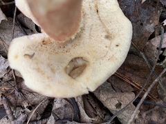 Xanthoconium purpureum