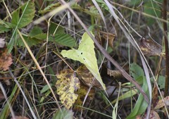 Viola septentrionalis grisea