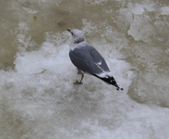 Larus canus
