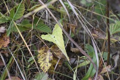 Viola septentrionalis grisea