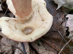 Xanthoconium purpureum