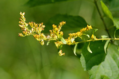 Solidago chapmanii