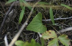 Viola septentrionalis grisea