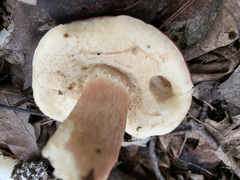 Xanthoconium purpureum