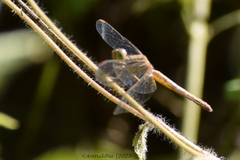 Neurothemis intermedia