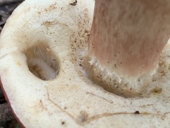 Xanthoconium purpureum