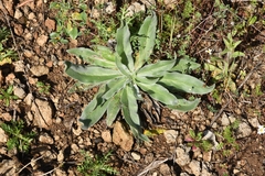 Cynoglossum creticum