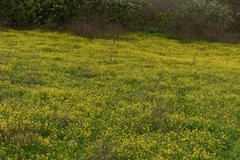 Ranunculus marginatus