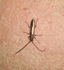 Poeciloxestia elegans