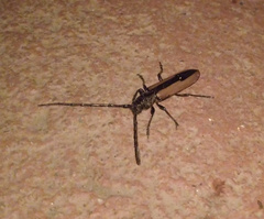 Poeciloxestia elegans