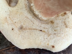 Xanthoconium purpureum