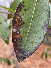 Mycosphaerella colorata