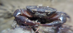 Pseudothelphusidae