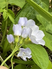 Polemonium pulcherrimum delicatum