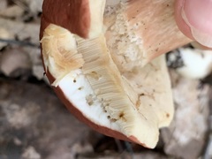 Xanthoconium purpureum