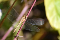 Neurothemis intermedia