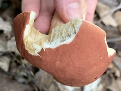 Xanthoconium purpureum