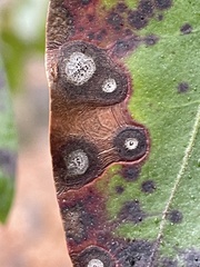 Mycosphaerella colorata