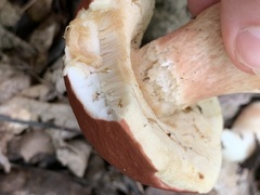 Xanthoconium purpureum