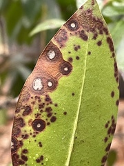 Mycosphaerella colorata