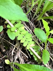Polemonium pulcherrimum delicatum