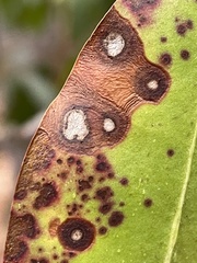 Mycosphaerella colorata