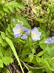 Polemonium pulcherrimum delicatum